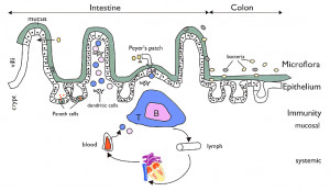 ... the natural defense systems of the intestine (Source: DanoneVitapoie