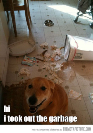 Funny photos funny dog garbage mess