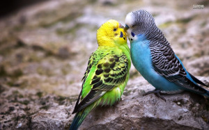 Parakeet love wallpaper 1680x1050