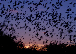 wallpaper image description for flying bats wallpaper flying bats ...