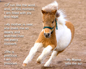 Edwin is a little baby miniature horse. He is a little ball of dynamic ...