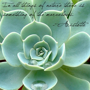 In All Things Of Nature There Is Something Of The Marvelous ...