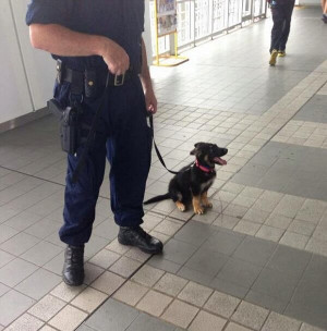 Police Dog!
