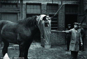 Total war: A British horse being fitted with an experimental gas mask