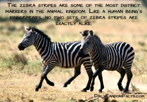 funny zebra facts
