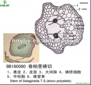 botany prepared slides,Stem of Selaginella T.S.(show polystele)