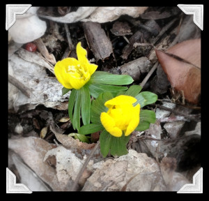Of Marsh Marigolds and Cowslips: Signs of Spring