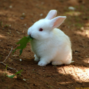 cute tiny baby bunny rabbit noms green leaf