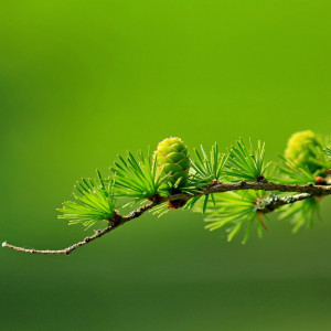 Branch of Pine Tree Wallpaper for Apple iPhone 6 Plus