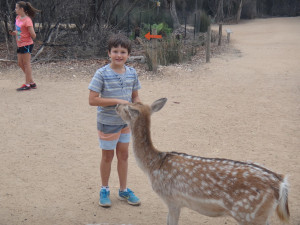 halls gap zoo who s a popular boy feeding time at the zoo xxx