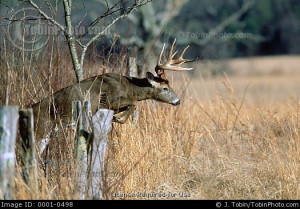 Jumping Whitetail Quot Paul