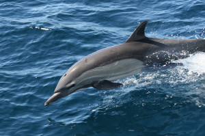 Source URL: http://kootation.com/cute-and-clever-dolphin-photos.html