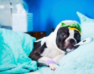 Get well soon card. Boston Terrier. Sick. ...