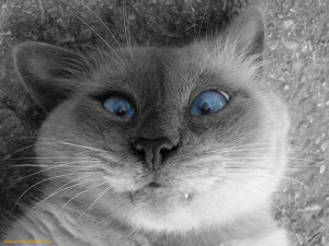 vampire blue eyes cat, vampire-blue eyes-cat