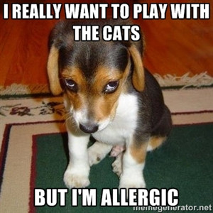 really want to play with the cats but I'm allergic | Sad Puppy