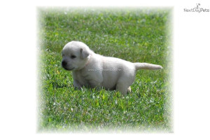 whiteivorychoco-or-black-labrador-puppiesdog-labrador-retriever-puppy ...