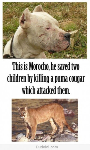 Pitbulls...Sometimes they save children