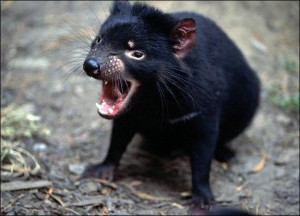 tazmanian devil Image