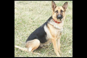 About 'German Shepherd Dog'