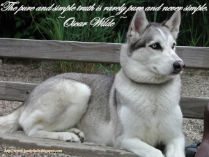 of this funny husky pictures are our dog Neo, he is Siberian Husky ...