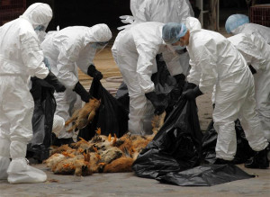 Health workers pack dead chicken at a wholesale poultry market in Hong ...