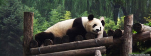 Pictures Of Sleeping Panda Bears Sleeping panda bear .