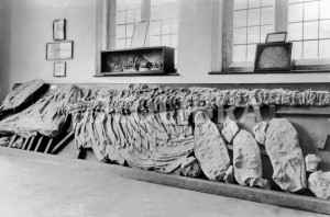 Mary Anning Ichthyosaur Ichthyosaurus fossil at lyme
