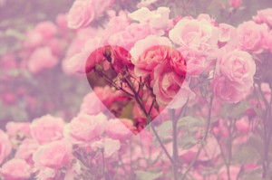... popular tags for this image include: love, heart, pink and flowers