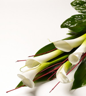 Top categories > Funeral > Calla Lily Sheaf White white Std