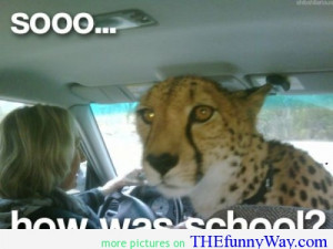 fu quote, fuuny image quote, how was school, tiger funny quote