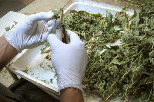 topics medical marijuana pot drugs sanjay gupta science editor s picks ...