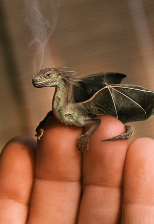Is This Too Cool.... - dragons Photo