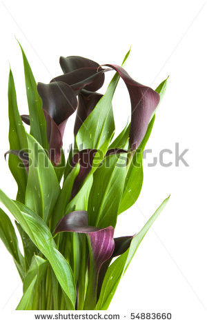 Dark Purple Black Calla Lily Plant Isolated On White Background