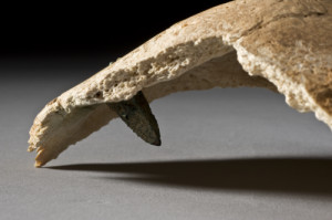 Fragment of human skull pierced by bronze arrowhead, China, Han ...