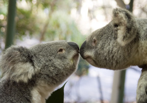 koala-kiss-lone-pine.jpg