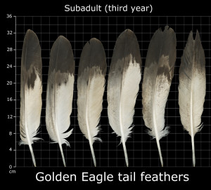 Golden Eagle Feather Identification