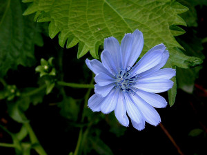 1154697655_1024x768_flower-wallpaper-ii-blue-flower.jpg