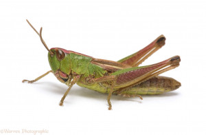 WP13498 Meadow Grasshopper ( Chorthippus parallelus ) brachypterous ...