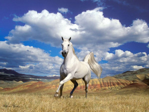 Download All Breeds wallpaper, 'appaloosa horse horse'.