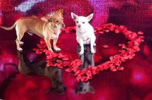 Beverly Hills Chihuahua 2 (2011 Video)