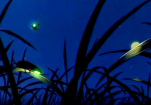 Fireflies @ Kuala Selangor