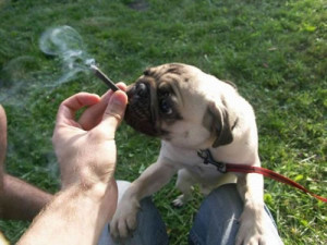 stoner pug LOL happy 420 guys