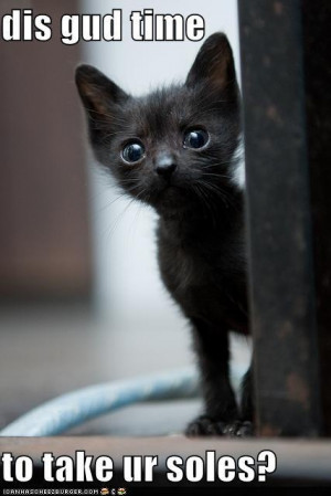 Found on icanhascheezburger.com