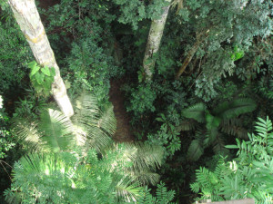 ... rainforest work the amazon rainforest is the greatest of all forests