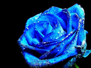 blue rose, blue rose, love, love, love poem, valentine, valentine love ...