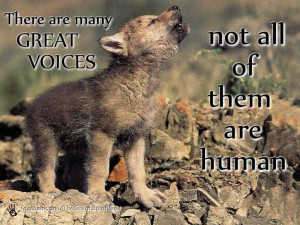 native american quotes about wolves | Voices | Penspen's Blog