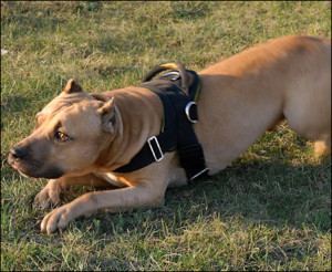 Myths About Owning Pit Bull