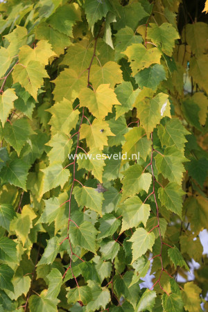 Related Pictures hyacinth bucket quotes