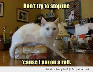 on a roll cat lolcat bread loaf lying animal pun funny pics ...
