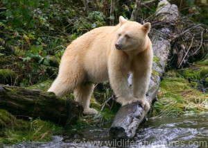 albino nor polar bear, the spirit bear (also known as the Kermode bear ...
